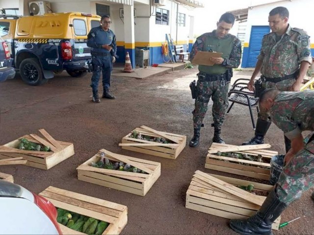 Moradores de Ivinhema  flagrado pela PMR com mais de 200 aves silvestres.