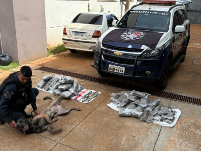 Cães farejadores encontram drogas em ônibus durante abordagem em frente à prefeitura Cães farejadores encontram drogas em ônibus durante abordagem em frente à prefeitura