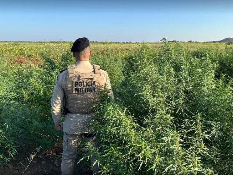 Operao policial destri 10 mil ps de maconha no norte da Bahia