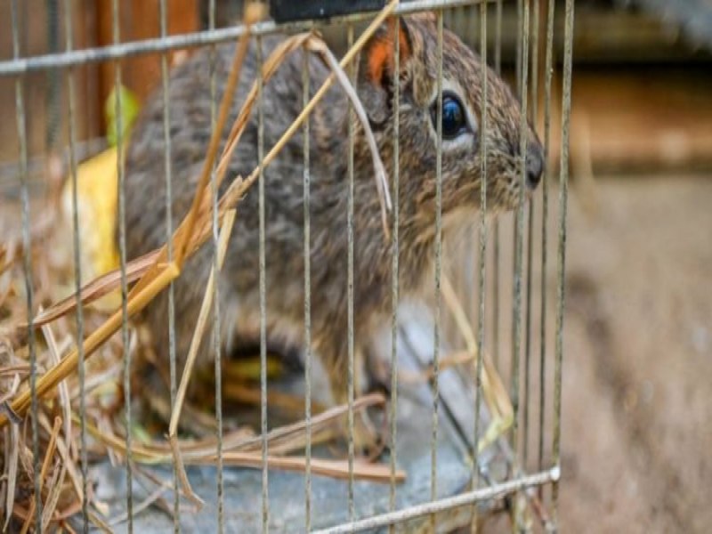 Mais de 300 aves, pres e jabutis resgatados na regio de Guanambi foram entregues ao Cetas em Vitria da Conquista