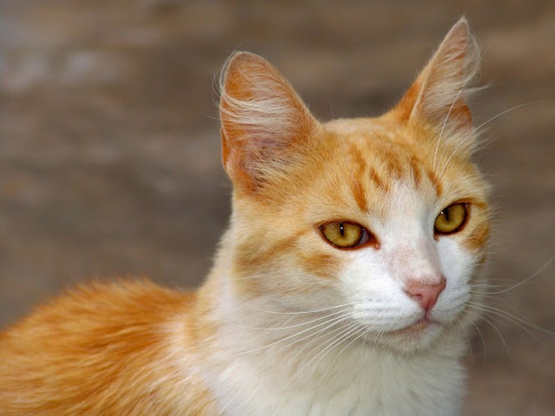 Voc  um cristo ou um gato?