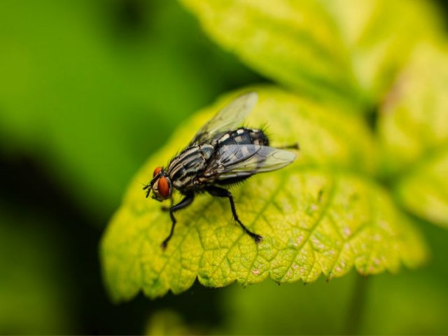 Virose da mosca: entenda os sintomas e saiba como se prevenir