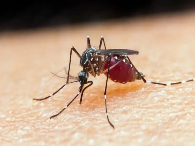 Aps seis anos, Bahia registra morte por malria