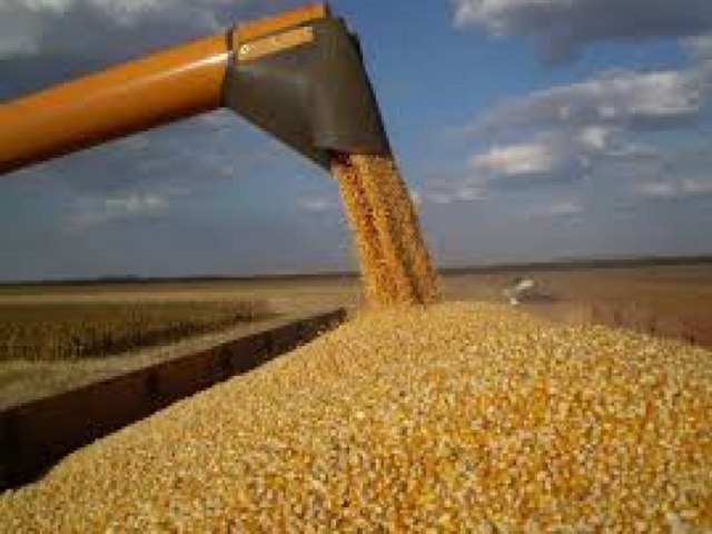 Brasil segue embarcando menos milho por dia do que o registrado no mesmo perodo de 2023