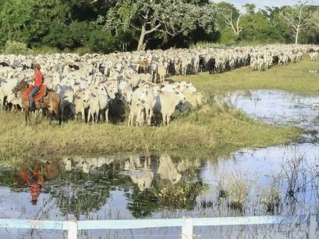 Produo recorde de carne bovina garante exportaes e aumento na oferta no mercado interno