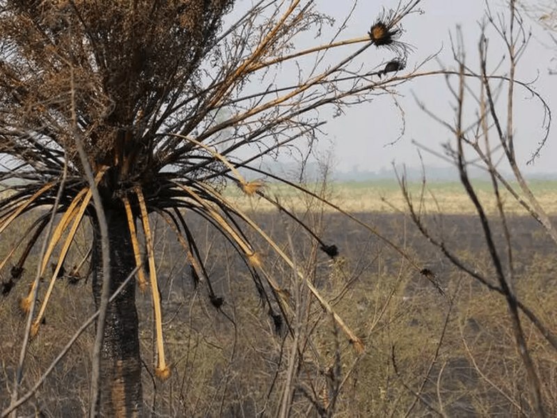 Mato Grosso do Sul enfrenta o pior perodo de seca em 40 anos