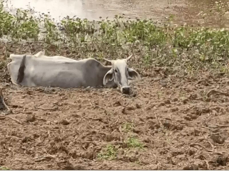 MPMS abre investigao contra maus-tratos em fazenda onde 268 bovinos morreram