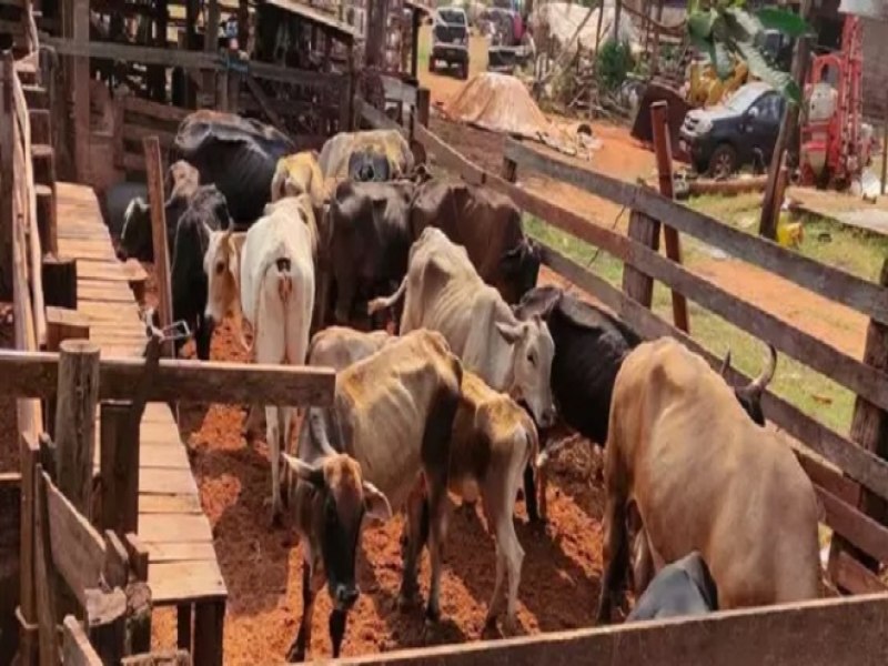 Suspeito de abigeato  preso com 30 cabeas de gado e ordenhadeira