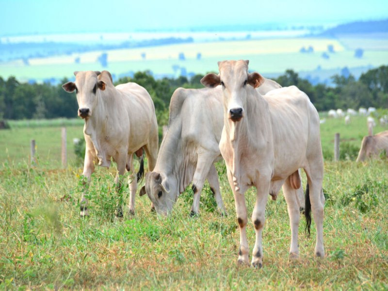 Rebanho bovino de MS cresce aps seis anos em queda e chega a 18,9 milhes