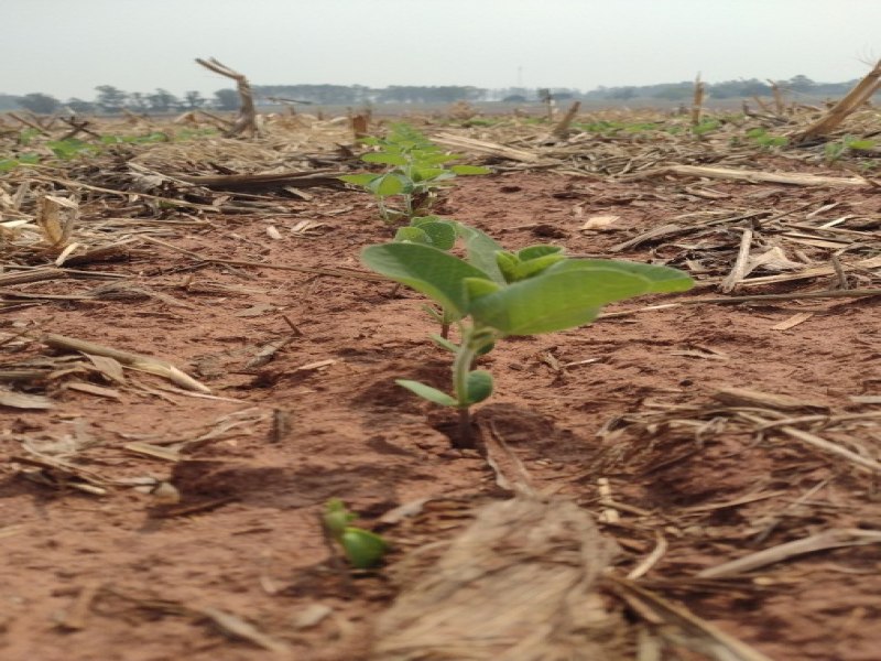 Semeadura da soja em Mato Grosso do Sul avana com expectativas positivas