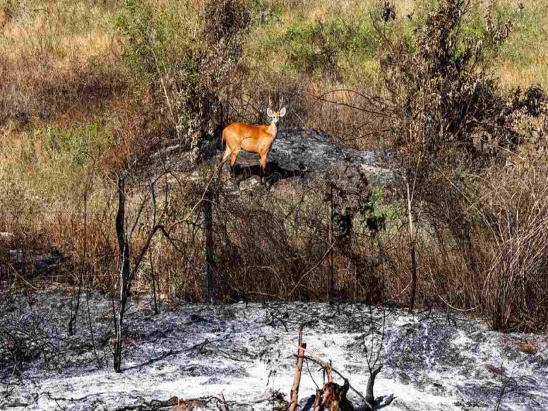 Desenvolvimento sustentvel ecoa distante em meio  crise climtica vivenciada em Mato Grosso do Sul