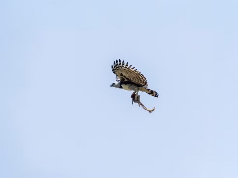 Momento raro: fotgrafo registra harpia, a maior guia do mundo, com macaco nas garras no Pantanal