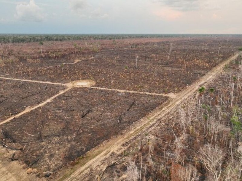 Quadrilha queimou florestas na Amaznia e deixou R$ 138 milhes em danos