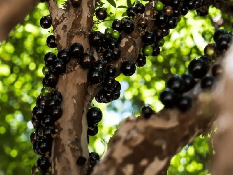 Rica em antioxidantes, jabuticaba  aliada no combate de inflamaes - CREDITO: CAMPO GRANDE NEWS