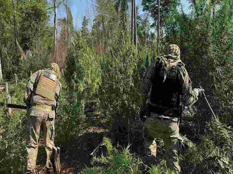 Polcia destri 12 hectares de roas com mais de 36 toneladas de maconha que entrariam no Brasil