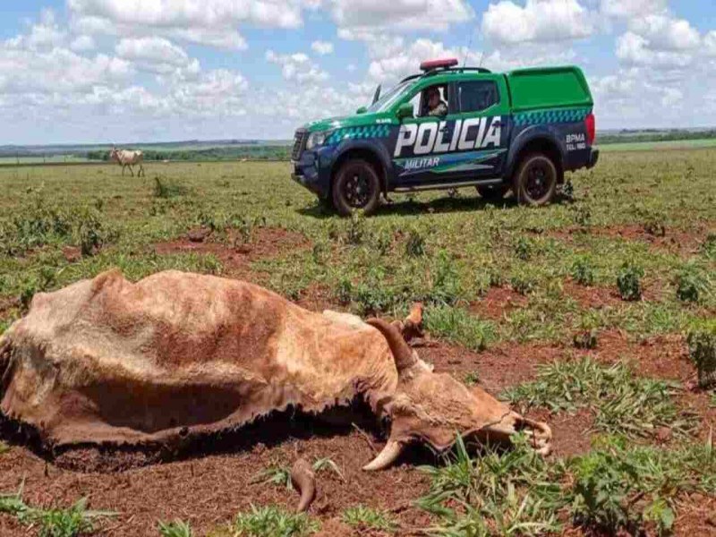 Pecuarista de Dourados  multado em mais de R$ 15 mil por deixar gado morrer de fome