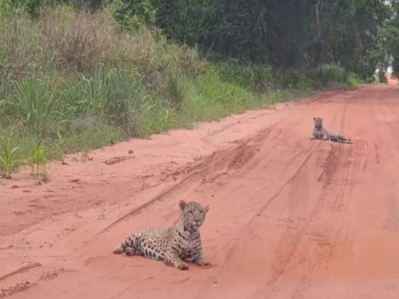 Filhotes de ona so avistados em estrada de MS; veja vdeo