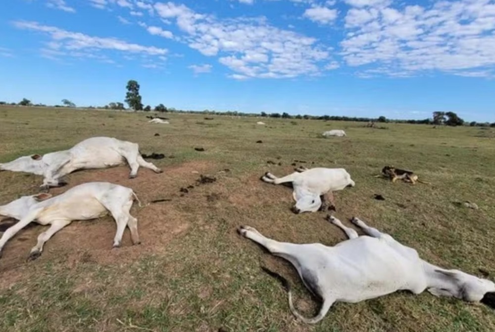 Frio extremo mata 80 bois e vacas em fazendas nos �ltimos dias em MS