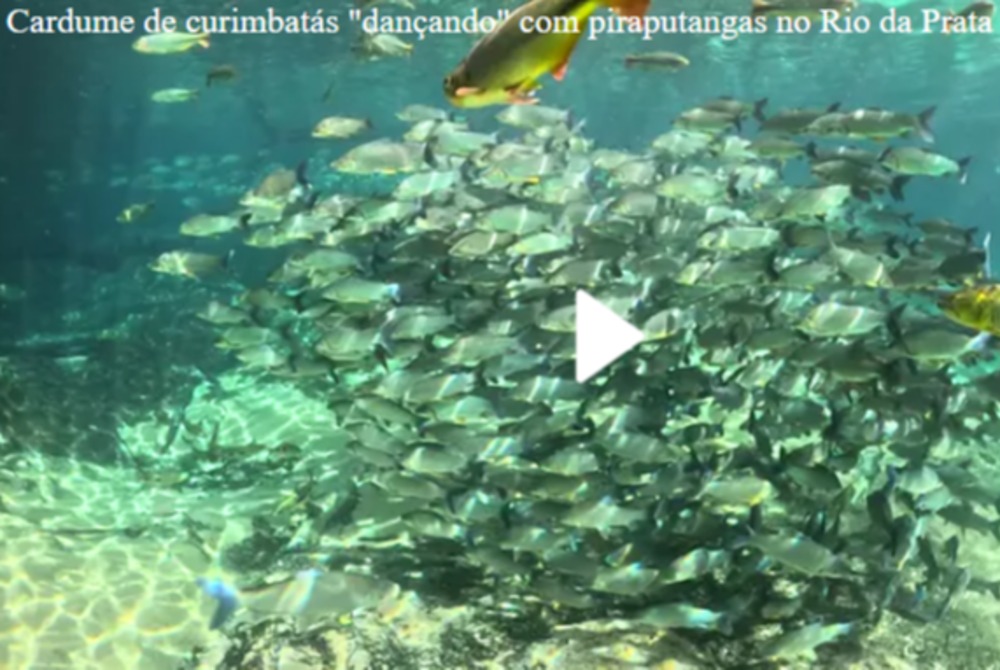 Beleza cristalina dos rios de Bonito esconde redu��o perigosa de esp�cies.