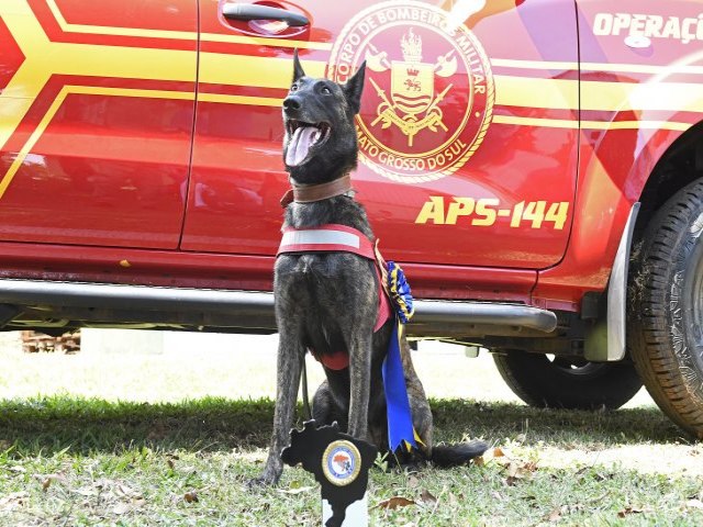 Com certificao nacional, cadela Laika do Corpo de Bombeiros de MS est apta para busca e resgate