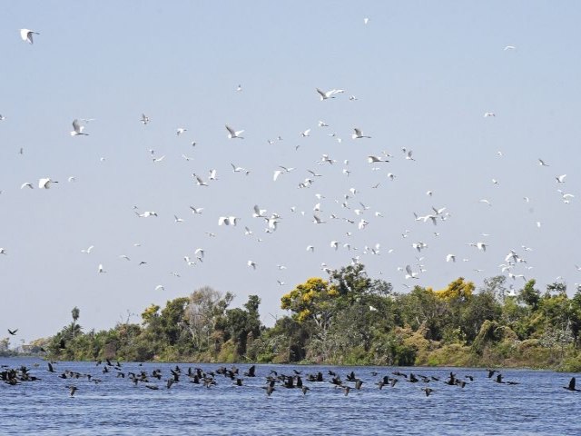 Lei do Pantanal: proposta entregue prev ampliar proteo e reduzir desmatamento