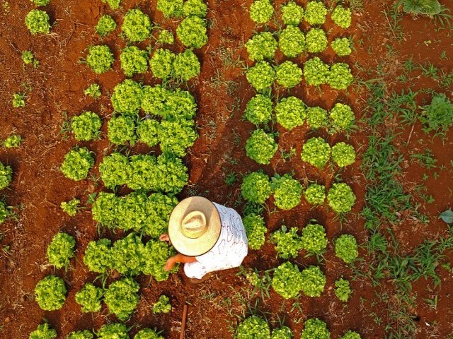 Com 80 mil famlias, MS contempla agricultura familiar com projetos inclusivos e inovadores