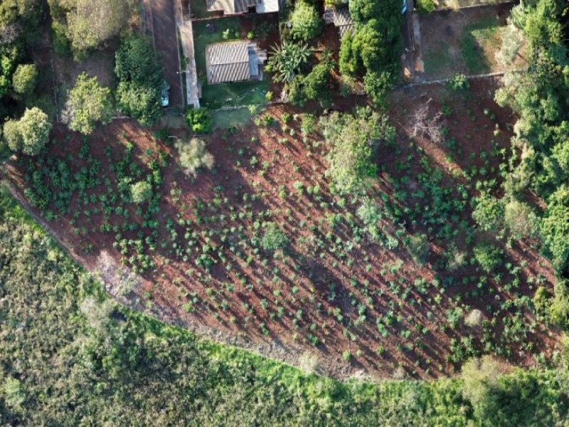 MS Verde: 1.450 mudas de rvores so plantadas pela Sanesul em reserva ambiental de Dourados