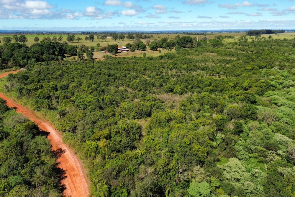 Bataypor�: for�a-tarefa com c�es farejadores e drone t�rmico intensifica buscas por idoso desaparecido h� cinco dias