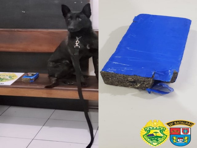 K-9 LUGER AUXILIA NA APREENSO DE DROGAS EM TELMACO BORBA