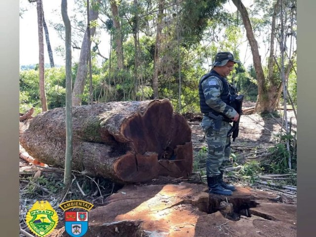 POLCIA AMBIENTAL REALIZA AUTUAO DE PROPRIETRIO E APREENDE MADEIRAS EM IRATI (PR)