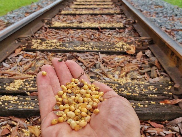 INDIVDUO ACUSADO DE COMPRAR E REVENDER SOJA FURTADA DE TREM  PRESO EM RESERVA