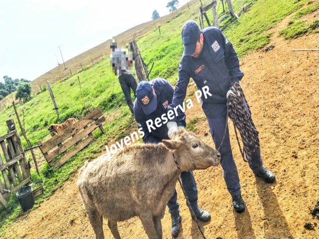 NOVILHA CAI NO RIO MAROMBA E DEFESA CIVIL DE RESERVA  ACIONADA