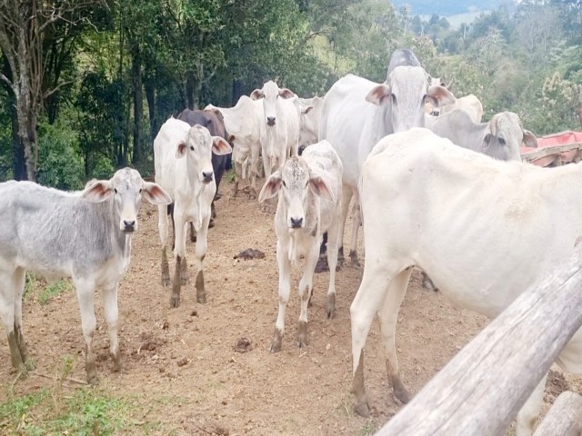 POLCIA CIVIL DE RESERVA APREENDE 33 CABEAS DE GADO APROPRIADAS INDEVIDAMENTE 