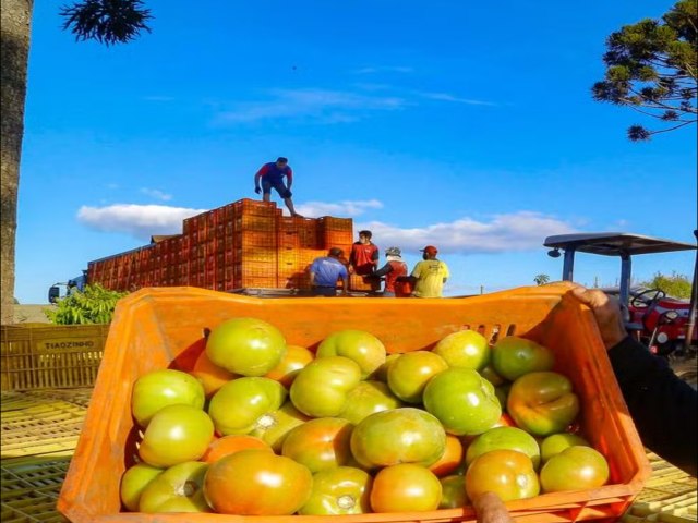 PRODUTORES DOS CAMPOS GERAIS TORNAM REGIO DESTAQUE NO CULTIVO DE TOMATE; CONHEA OS TIPOS E QUANDO USAR CADA UM