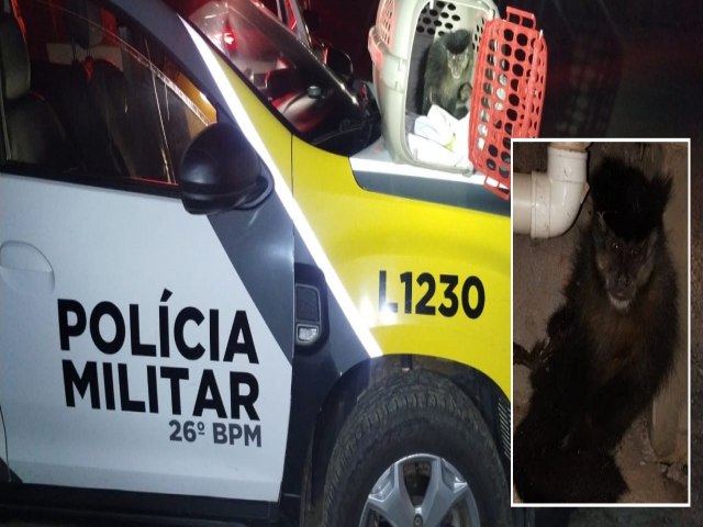 POLCIA MILITAR RESGATA MACACO-PREGO EM ORTIGUEIRA/PR