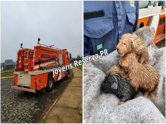 DEFESA CIVIL DE RESERVA RESGATA 7 FILHOTES DE CACHORRO