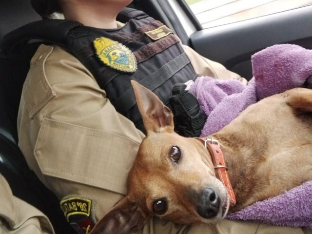 DURANTE OPERAO FORA TOTAL POLCIA MILITAR SALVA CACHORRO QUE HAVIA SIDO ATACADO