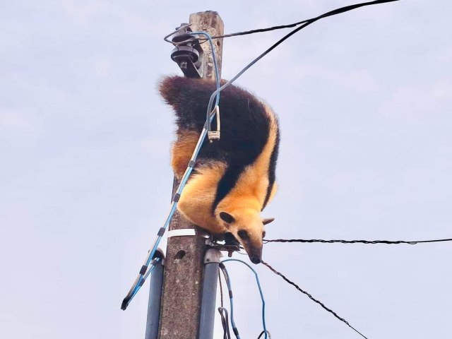 EM MANOEL RIBAS, TAMANDUA  RESGATADO PELO CORPO DE BOMBEIROS 