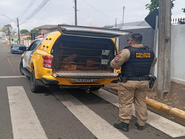 AO RPIDA DA POLCIA MILITAR RESULTA NA PRISO DE DOIS INDIVDUOS POR PERTURBAO DE SOSSEGO E IMPORTUNAO SEXUAL EM ESTABELECIMENTO COMERCIAL DE TIBAGI