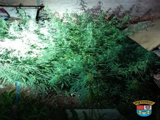 POLCIA MILITAR APREENDE PS DE MACONHA APS DENNCIA DE VIOLNCIA DOMSTICA EM VENTANIA-PR