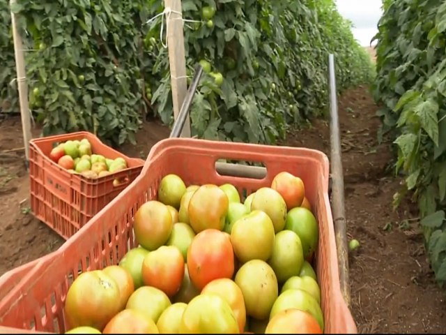 RESERVA, NOS CAMPOS GERAIS, LIDERA PRODUO DE TOMATES NO PARAN