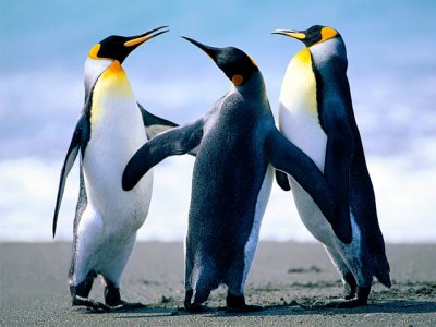 Dois pinguins sao encontrados na Ilha de Itaparica, na Bahia