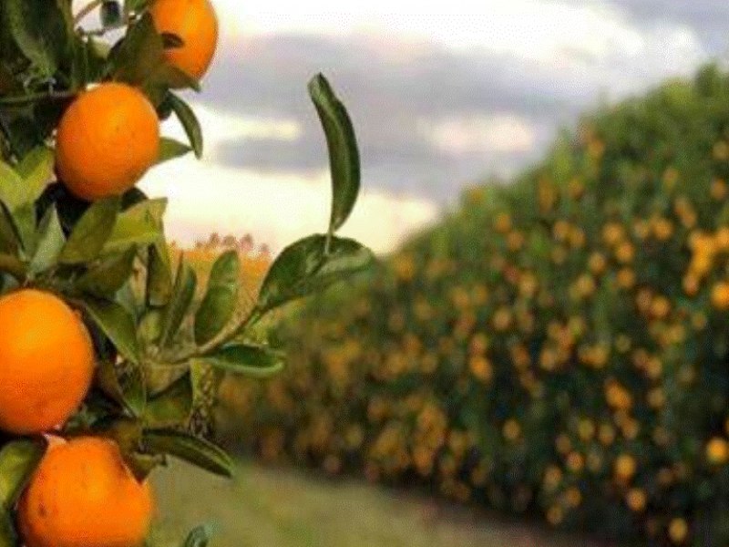 Itabora Recebe o Ttulo de ?Terra da Laranja? em Reconhecimento ao seu Papel na Produo de Laranjas