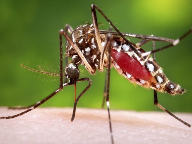 Ministrio da Sade convoca Roraima para Dia D contra a dengue