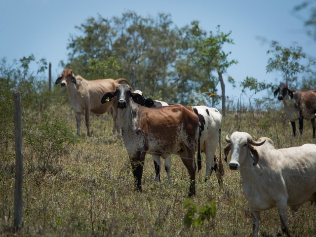 Roraima conquista status nacional livre da febre aftosa sem vacinao