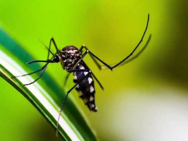 Brasil contabiliza mais de 2,4 milhes de casos de dengue