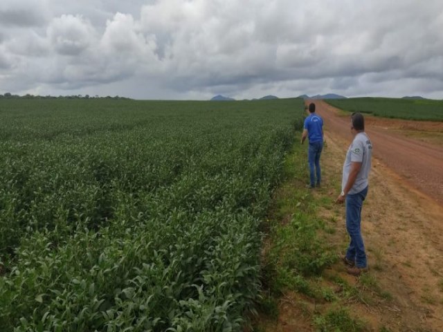 Aes preventivas contra planta invasora em propriedades rurais de Roraima