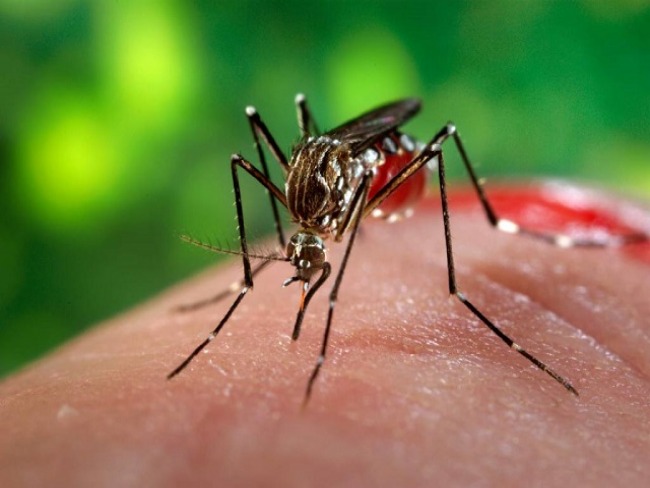 Casos de dengue aumentaram 318% em 2019