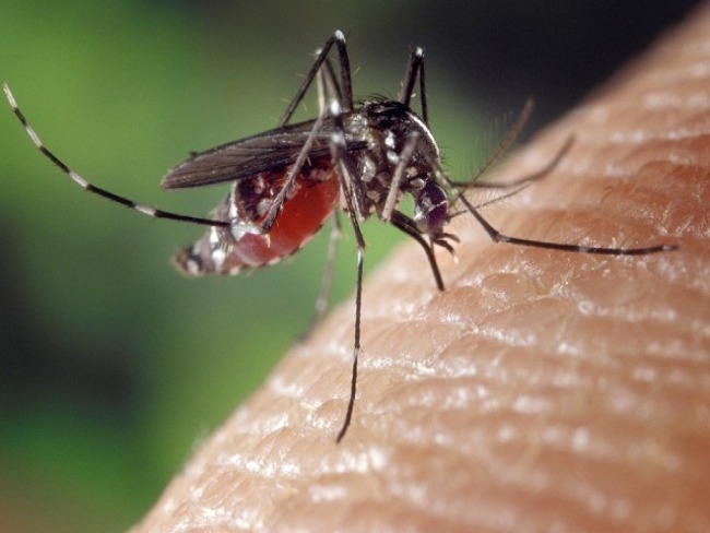 Ministério diz que Piauí poderá ter surto de dengue em 2020