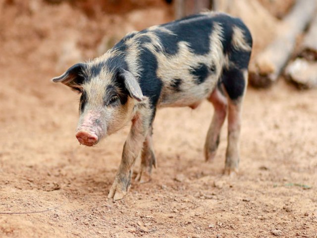 Rim de porco é usado em humano durante transplante nos EUA; no Brasil, USP testa